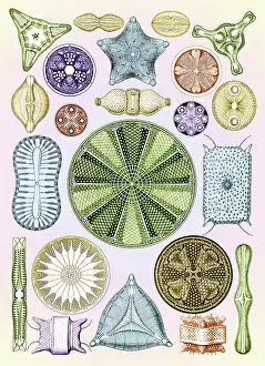 Haeckel: Ernst Haeckel, Diatoms, Microalgae