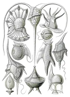 Eukaryotic: Ernst Haeckel, Dinoflagellates