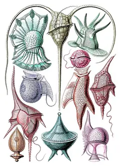 Haeckel: Ernst Haeckel, Dinoflagellates
