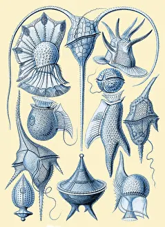 Haeckel: Ernst Haeckel, Dinoflagellates