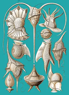 Haeckel: Ernst Haeckel, Dinoflagellates