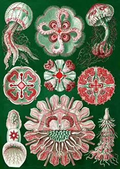 Jellyfish: Ernst Haeckel, Discomedusae, Jellyfish