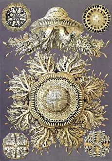 Jellies: Ernst Haeckel, Discomedusae, Jellyfish
