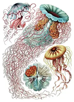 Lithographic: Ernst Haeckel, Discomedusae, Jellyfish