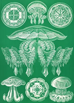 Lithographic: Ernst Haeckel, Discomedusae, Jellyfish