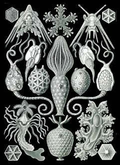 Lithographic: Ernst Haeckel, Echinoderms