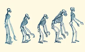Chimp: Ernst Haeckel, Evolution of Man, 1879