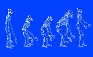 Chimp: Ernst Haeckel, Evolution of Man, 1879