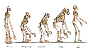 Chimp: Ernst Haeckel, Evolution of Man, 1879