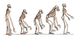 Chimp: Ernst Haeckel, Evolution of Man, 1879
