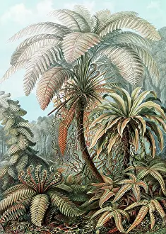 Lithographic: Ernst Haeckel, Ferns
