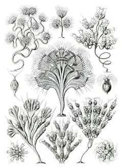 Prokaryote: Ernst Haeckel, Flagellates