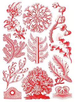 Lithographic: Ernst Haeckel, Florideophyceae, Red Algae