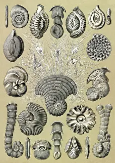 Foraminifera: Ernst Haeckel, Foraminifera, Protist