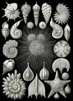 Amoebae: Ernst Haeckel, Foraminifera, Protists