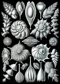 Lithographic: Ernst Haeckel, Foraminifera, Protists