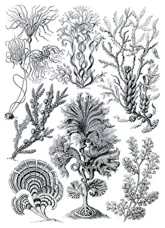 Alga: Ernst Haeckel, Fucaceae, Brown Algae