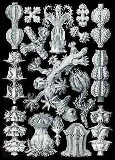 Anthozoa: Ernst Haeckel, Gorgoniidae, Soft Corals