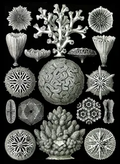 Lithographic: Ernst Haeckel, Hexacorallia, Corals