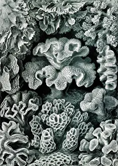 Lithographic: Ernst Haeckel, Hexacorallia, Corals