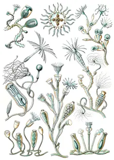 Kunstformen: Ernst Haeckel, Hydroza