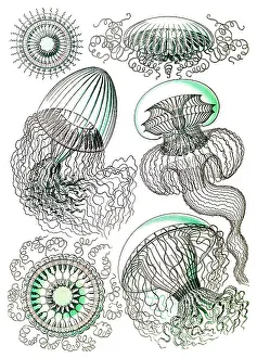 Kunstformen: Ernst Haeckel, Leptothecata, Thecate Hydroids