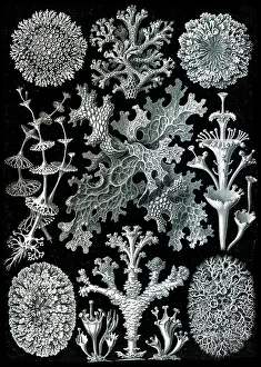 Lithographic: Ernst Haeckel, Lichens