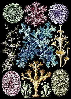 Haeckel: Ernst Haeckel, Lichens