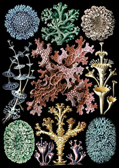Haeckel: Ernst Haeckel, Lichens