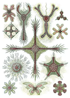 Lithographic: Ernst Haeckel, Marine Invertebrates