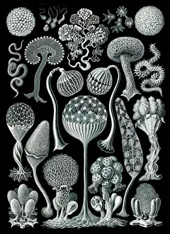 Lithographic: Ernst Haeckel, Mycetozoa, Slime Molds