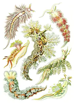 Lithographic: Ernst Haeckel, Nudibranchs