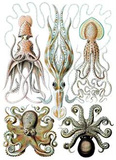 Kunstformen: Ernst Haeckel, Octopoda, Octopus