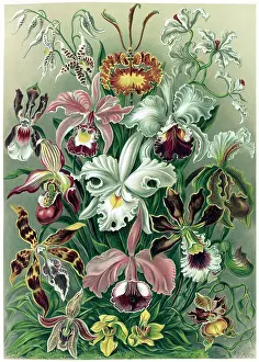 Lithographic: Ernst Haeckel, Orchideae, Orchids