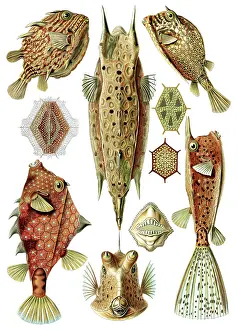 Tetraodontiformes: Ernst Haeckel, Ostraciidae, Boxfish