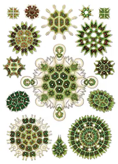 Lithographic: Ernst Haeckel, Pediastrum, Green Algae