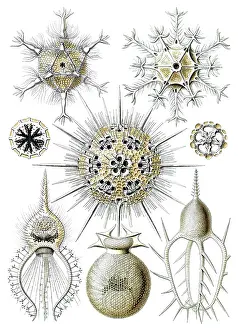 Amoebae: Ernst Haeckel, Phaeodarea, Amoebas