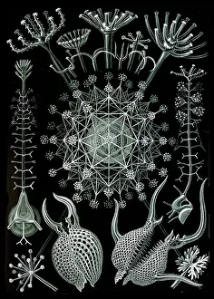Lithographic: Ernst Haeckel, Phaeodarea, Amoeboid Cercozoa