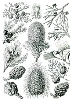 Lithographic: Ernst Haeckel, Pinophyta, Conifers