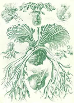 Kunstformen: Ernst Haeckel, Polypodiopsida, Ferns
