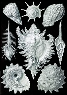 Kunstformen: Ernst Haeckel, Prosobranchia, Gastropod