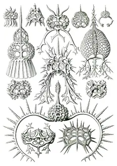 Lithographic: Ernst Haeckel, Protozoa, Radiolaria