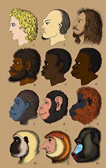 Chimp: Ernst Haeckel, Racist Evolutionary Theory, 1868