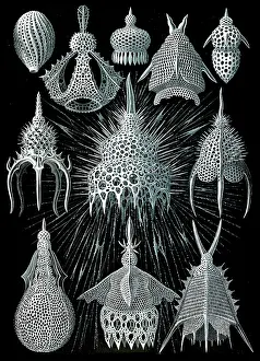 Kunstformen: Ernst Haeckel, Radiolaria