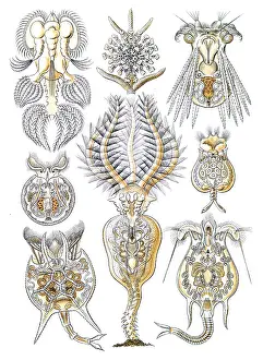Lithographic: Ernst Haeckel, Rotifers
