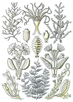 Giltsch: Ernst Haeckel, Sertularia, Hydrozoa