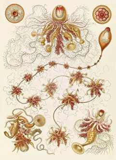 Invertebrates: Ernst Haeckel, Siphonophorae, Hydrozoa