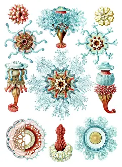 Invertebrates: Ernst Haeckel, Siphonophorae, Hydrozoa