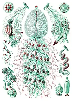 Lithographic: Ernst Haeckel, Siphonophorae, Hydrozoa