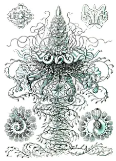 Lithographic: Ernst Haeckel, Siphonophorae, Hydrozoa
